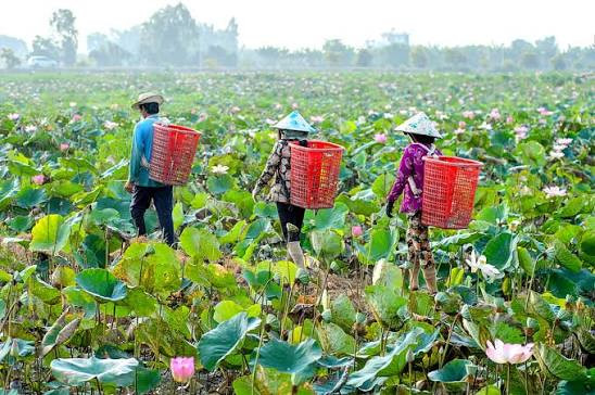 Nhịp sống ở quê hương Đồng Tháp. Ảnh: Phụ nữ Việt Nam