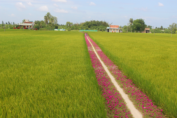 Con đường quê xinh đẹp ở quê nhà Hồ Văn Cường. Ảnh: báo Đồng Tháp