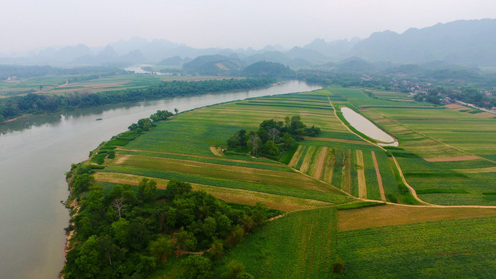 Cánh đồng đất bãi ven sông Lam ở Anh Sơn phủ những mảng màu xanh. Ảnh: báo Nghệ An