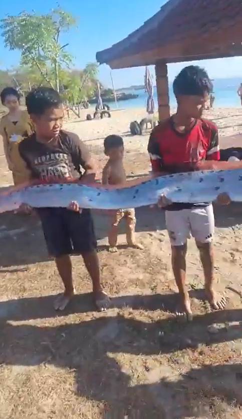 Phát hiện loài sinh vật dài hơn 4m trên bãi biển, người dân lập tức lo lắng Ảnh 2