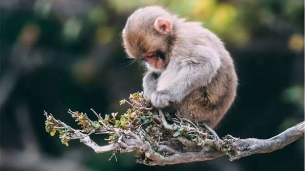 4 con giáp có vận may bất ngờ, dễ đón tin vui trong thời gian tới Ảnh 4