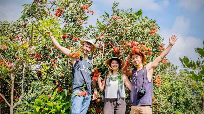 Du khách nước ngoài hào hứng tham quan vườn chôm chôm Vĩnh Long. Ảnh: myvinhlong.vn&nbsp;