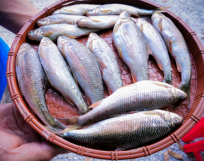 Cá mát sông Giăng. Ảnh: Thành Chung/báo Dân Việt