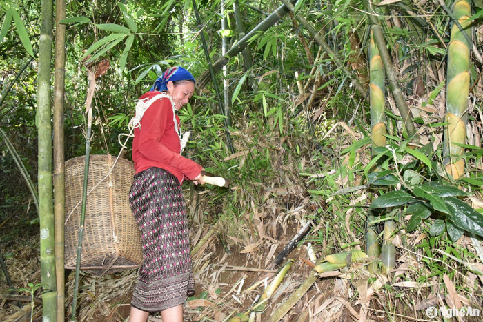 Bà con Nghệ An đi bẻ măng rừng. Ảnh: báo Nghệ An