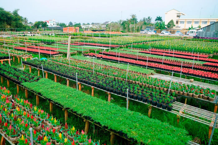 Làng hoa kiểng Sa Đéc. Ảnh: Tạp chí du lịch