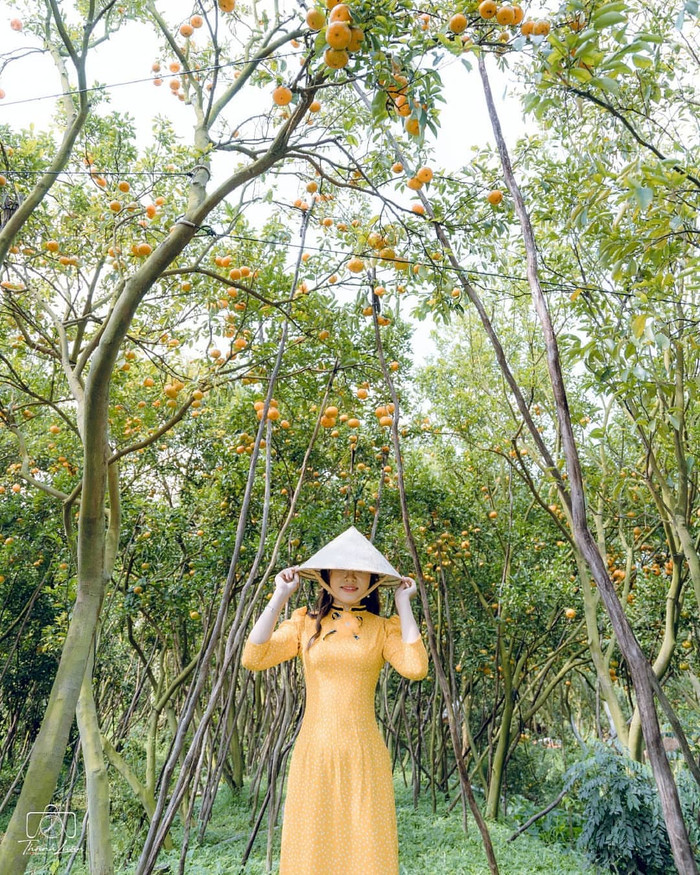 Vườn quýt hồng Lai Vung – Ảnh:namiludethuong