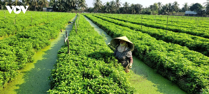 Nông dân tỉnh Đồng Tháp đang tích cực chăm sóc rau màu vụ Đông Xuân. Ảnh: VOV