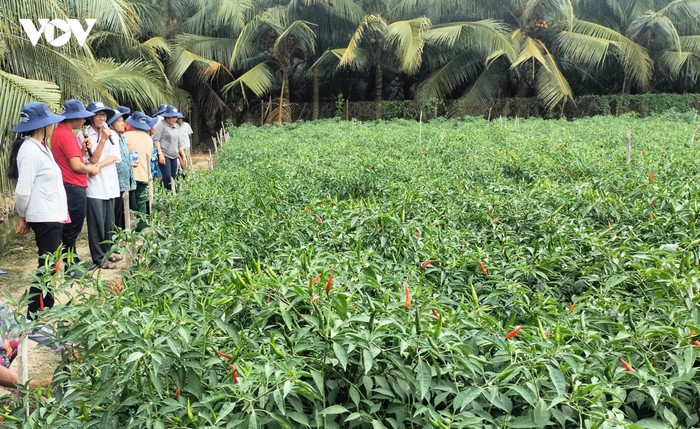 Cánh đồng ớt chuyên canh ở xã Bình Ninh, tỉnh Đồng Tháp vào mùa thu hoạch rộ. Ảnh: VOV&nbsp;