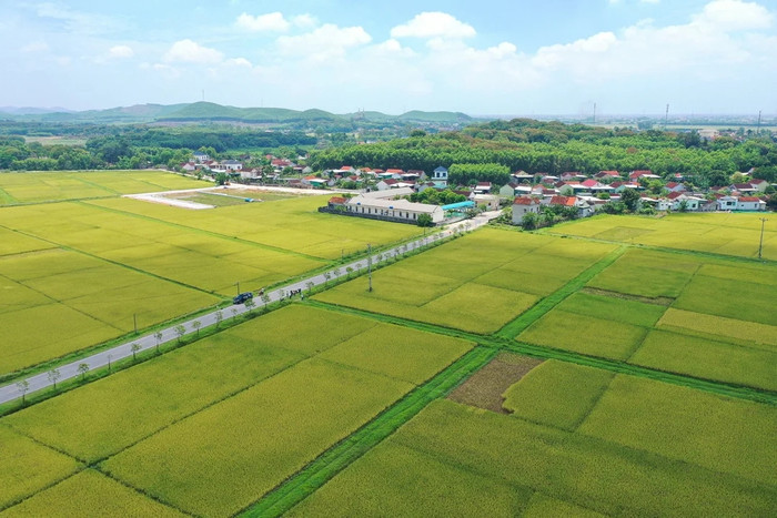 Mùa lúa ở Nghệ An bắt đầu ngả vàng. Ảnh: Báo Nông nghiệp và Môi trường