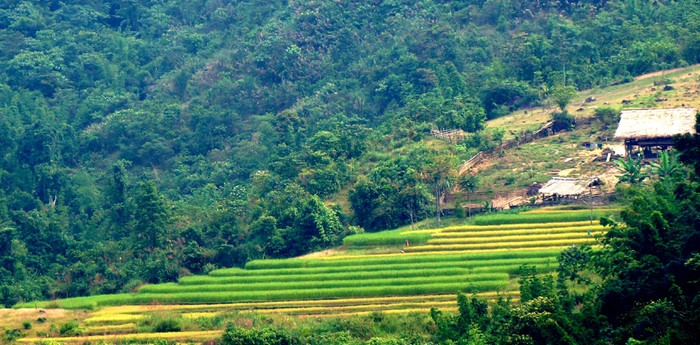 Thửa ruộng bậc thang ở miền Tây Nghệ An. Ảnh: báo Dân Trí