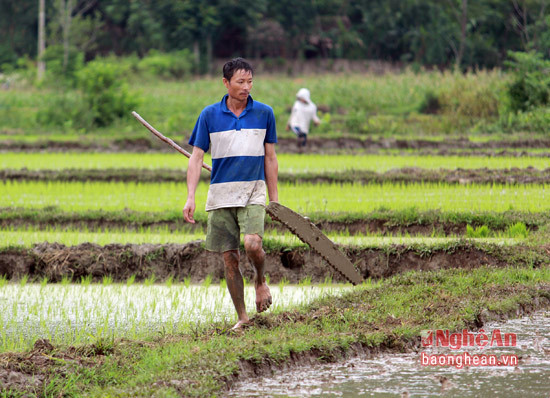Vẻ đẹp lao động của những người nông dân trên những thửa ruộng. Ảnh: báo Nghệ An