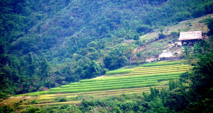 Cạnh những thửa ruộng, thấp thoáng mái nhà của bà con. Ảnh: Dân Trí