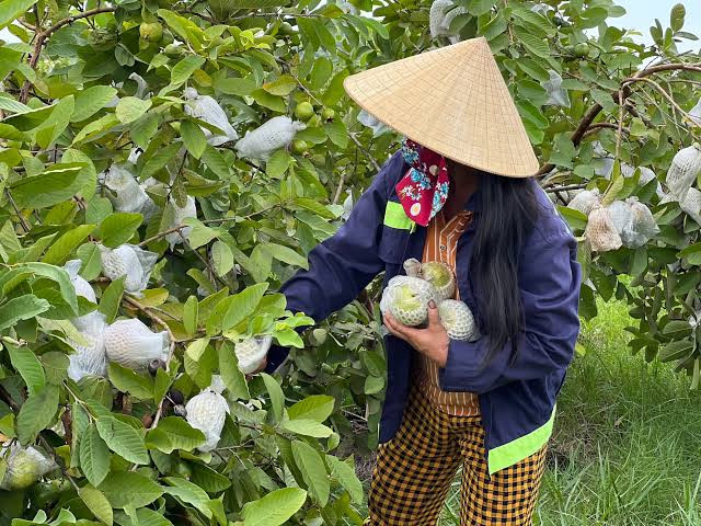 Người dân Nghệ An thu hoạch ổi. Ảnh: báo Nghệ An