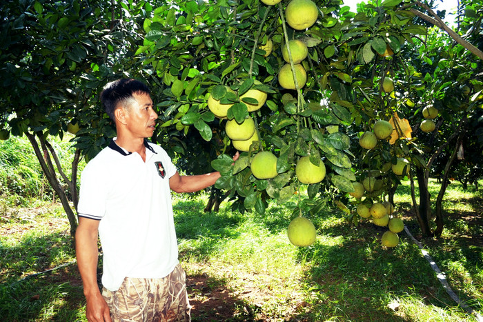 Vườn bưởi trĩu quả của người nông dân Nghệ An. Ảnh: báo Nghệ An