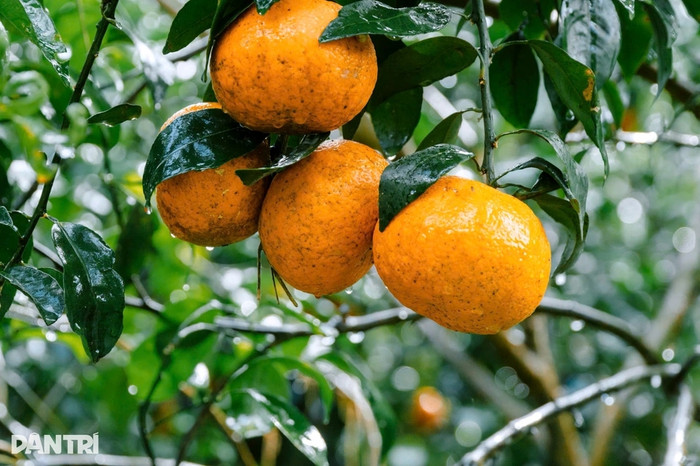 Một vườn quýt ở Nghệ An. Ảnh: Dân Trí
