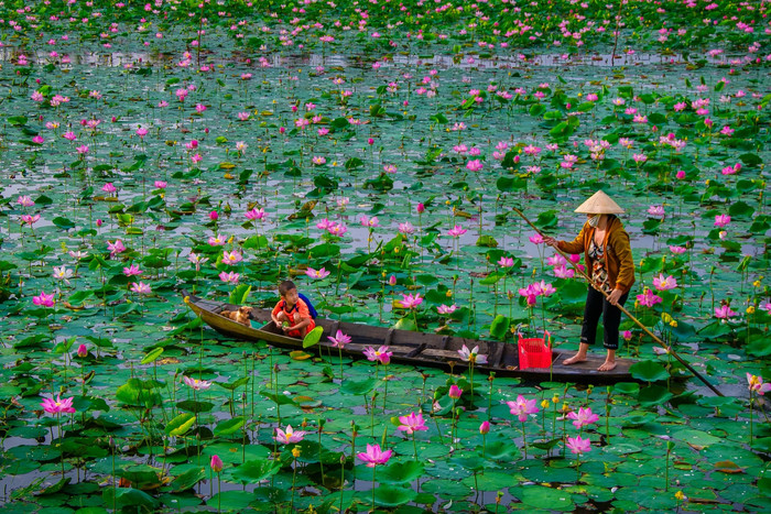 Mùa sen Đồng Tháp. Ảnh: báo Thanh Niên