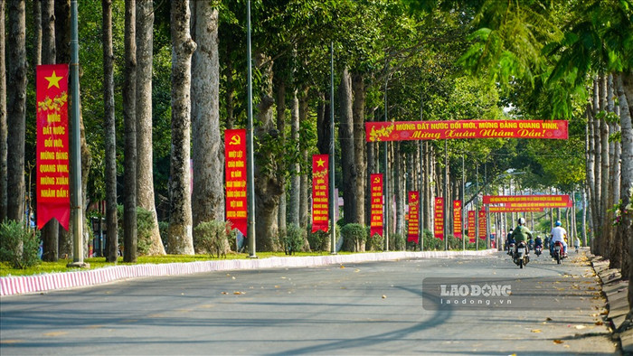 Ở Trà Vinh (cũ), có rất nhiều hàng cây cổ thụ. Ảnh: báo Lao Động