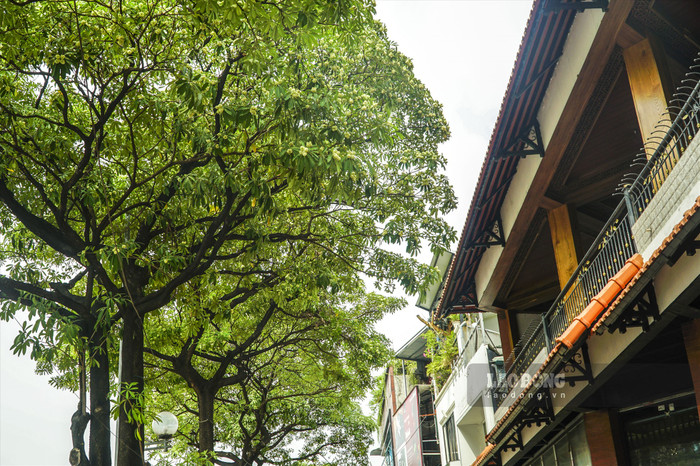 Hoa sữa - loài hoa đặc sản của mùa thu Hà Nội. Ảnh: báo Lao Động