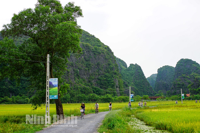 Khung cảnh làng quê Bắc Bộ khiến du khách thích thú khi vừa đạp xe vừa ngắm nhìn. Ảnh: báo Ninh Bình