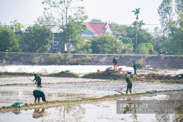 Nông dân Ninh Bình vun xới đất, chuẩn bị cho mùa vụ mới. Ảnh: báo Dân Việt