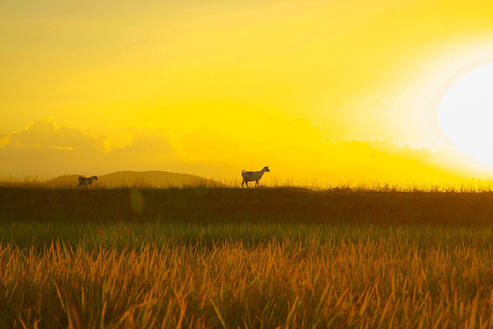 Hoàng hôn đẹp nao lòng trên những cánh đồng quê. Ảnh: báo Nghệ An