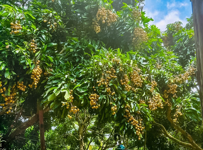 Nhãn, Chôm chôm tại cù lao An Bình khi vào mùa trái chín. Ảnh: vinhlongtourist.vn&nbsp;