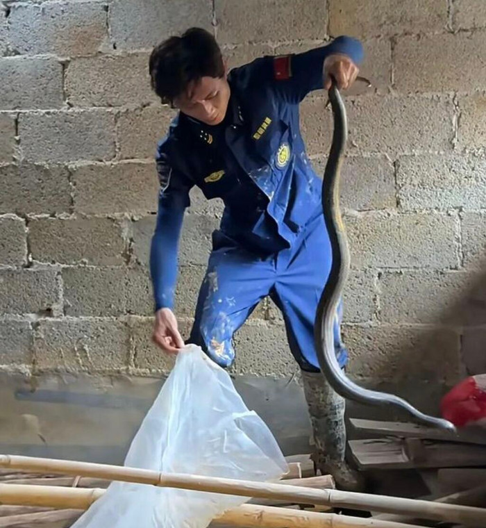 Hàng trăm con rắn độc thoát khỏi trang trại sau lũ lụt, người đàn ông một mình bắt gần 20 con mỗi ngày Ảnh 1