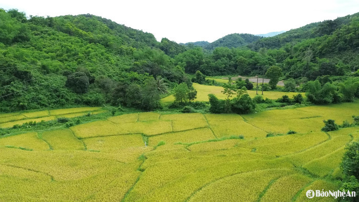 Ảnh: báo Nghệ An