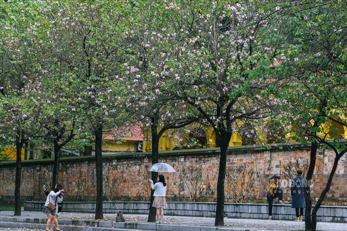 Con đường hoa ban ở phố Bắc Sơn. Ảnh: báo Lao Động