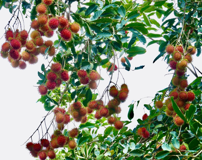 Tư tay hái chôm chôm chín ở miệt vườn Vĩnh Long, trải nghiệm khiến bất kỳ du khách nào cũng thích thú. Ảnh: Trung tâm Thông tin xúc tiến du lịch tỉnh Vĩnh Long