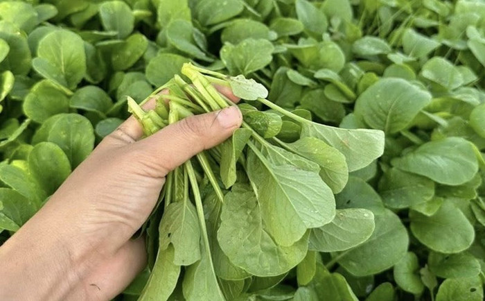 4 loại rau rẻ tiền nhưng chứa nhiều chất xơ Ảnh 2