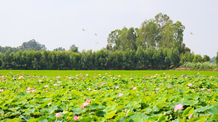 Những cánh đồng sen, cánh đồng lúa gợi nhớ quê nhà. Ảnh: Du lịch Miền Tây