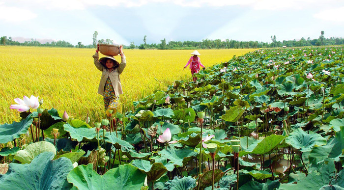 Cảnh đồng quê Đồng Tháp - khung cảnh khiến người con xa quê nào cũng nhớ về. Ảnh: Du lịch miền Tây