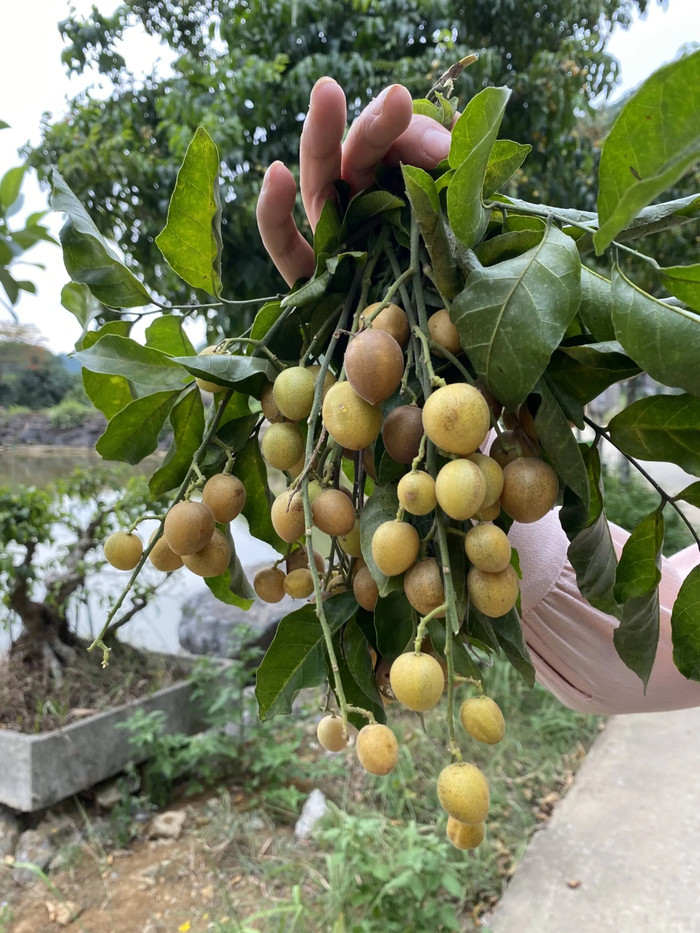 Trái cây trong vườn nhà trĩu quả. Ảnh minh họa/Nguồn: thungnham.com