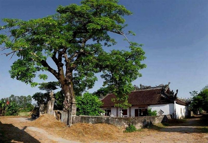 Cảnh đẹp ở ngôi làng tại xã Liên Thành, huyện Yên Thành (cũ), tỉnh Nghệ An. Ảnh: Người Đưa Tin
