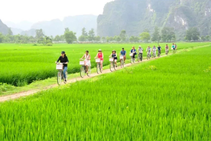 Du khách trải nghiệm đạp xe đi qua cánh đồng lúa xanh mát ở Ninh Bình. Ảnh: XL/báo Dân Việt