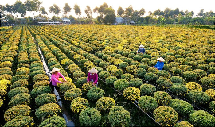 Nguồn ảnh: Du lịch Đồng Tháp