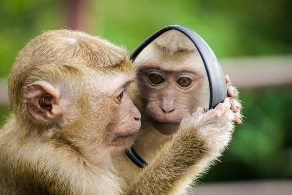 3 con giáp có khả năng “đọc vị” người khác khá nhanh Ảnh 2