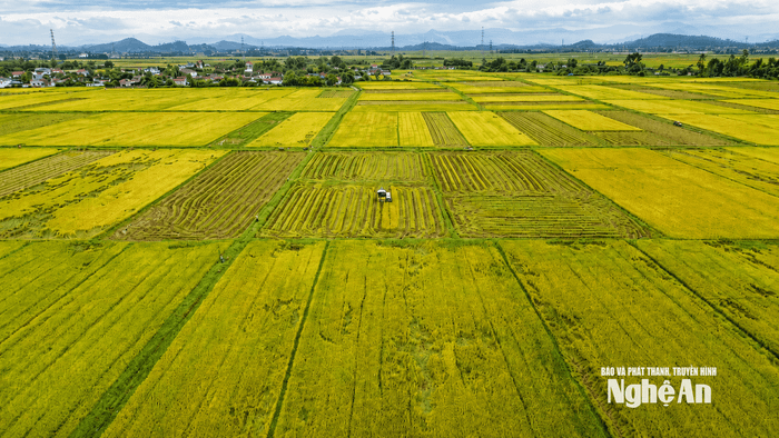 Ảnh: báo Nghệ An