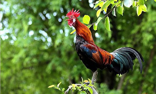 4 con giáp dễ gặp quý nhân vào đúng lúc không ngờ tới nhất Ảnh 4