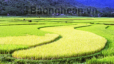 Ruộng lúa ở Cọ Muồng. Ảnh: báo Nghệ An