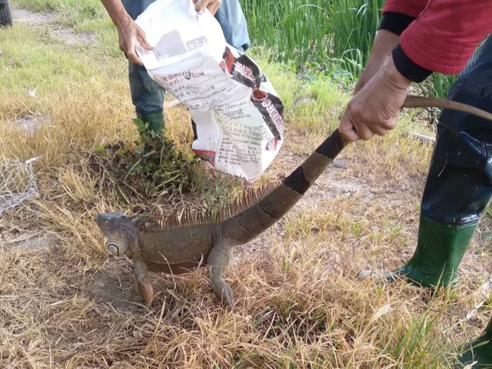 Phát hiện 'quái vật' dài gần 1,6 m trên ruộng, nữ công nhân hoảng sợ bỏ chạy Ảnh 1