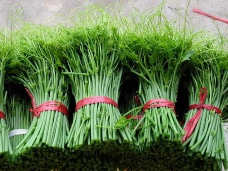 Ngọn rau su su Tam Đảo. &nbsp;Ảnh: Sưu tầm