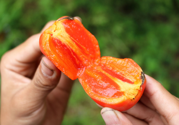 Hồng Nam Anh là giống hồng không hạt. Ảnh: báo Nghệ An.