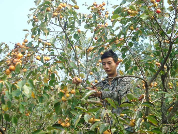 Người dân chăm thu hoạch hồng. Ảnh: báo Nghệ An