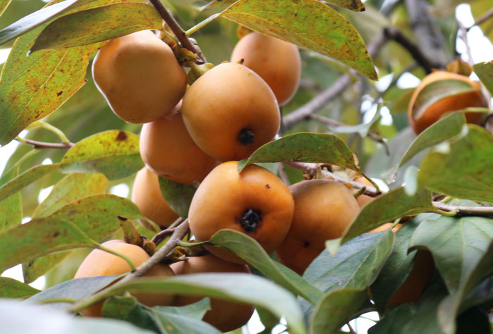 Quả hồng Nam Anh. Ảnh: báo Nghệ An
