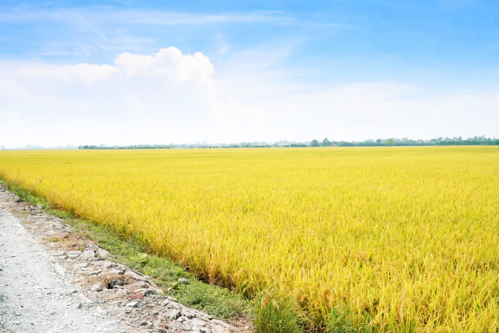 Mùa vàng ở Đồng Tháp. Ảnh: Khương Nhựt Minh