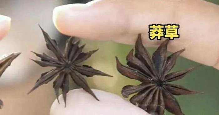 Đứa trẻ đếm hoa hồi và phát hiện điều bất thường, cả gia đình giật mình Ảnh 1