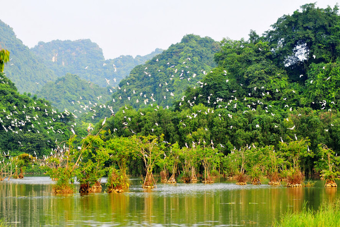 Chim bay từng đàn ở Ninh Bình. Ảnh: báo Ninh Bình