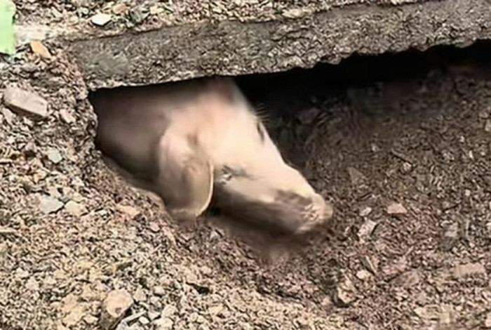 Bị chôn vùi suốt 36 ngày do sạt lở, sinh vật sống sót thần kỳ khi được tìm thấy Ảnh 3